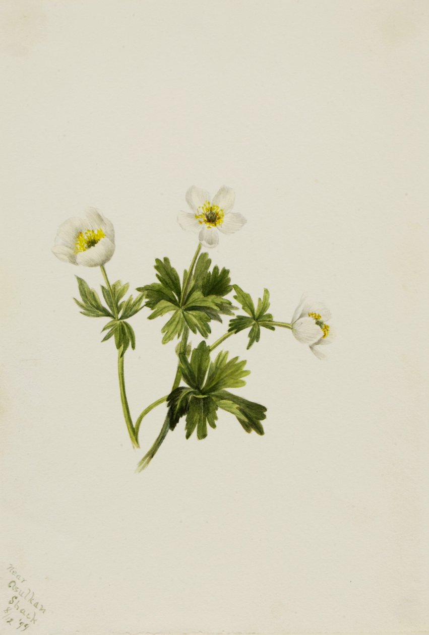 Fehér gömbvirág Trollius albiflorus, 1899. alkotó: Mary Vaux Walcott