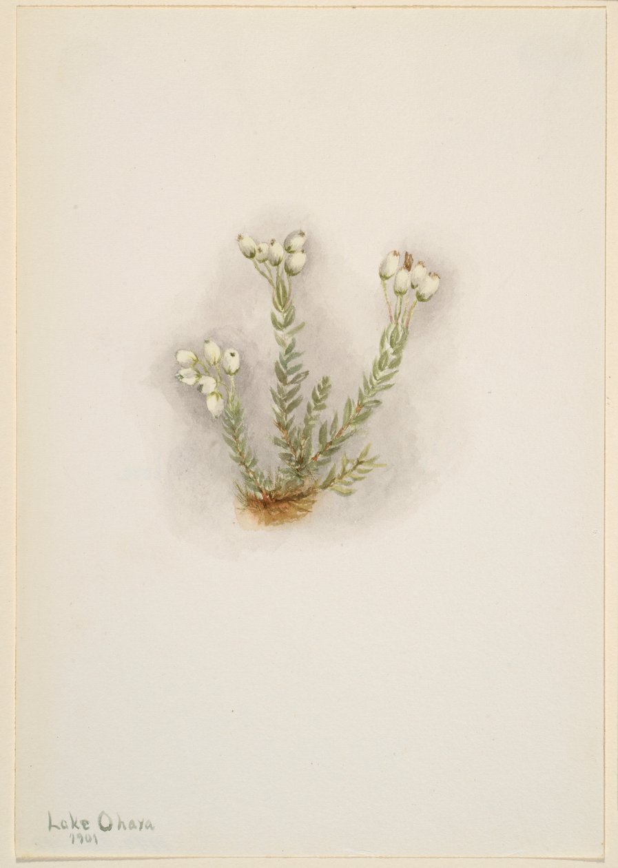 Fehér füzes (Phyllodoce grandiflora) alkotó: Mary Vaux Walcott