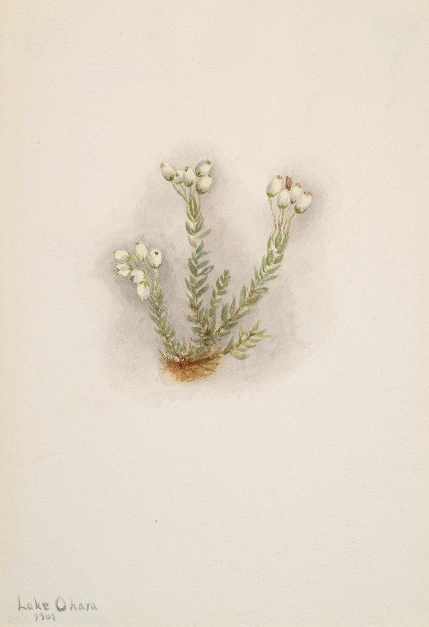 Fehér Heather Phyllodoce grandiflora, 1901. alkotó: Mary Vaux Walcott
