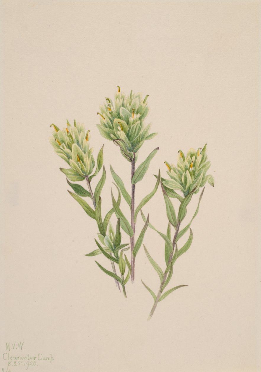 Fehér indiai ecset Castilleja occidentalis, 1920. alkotó: Mary Vaux Walcott