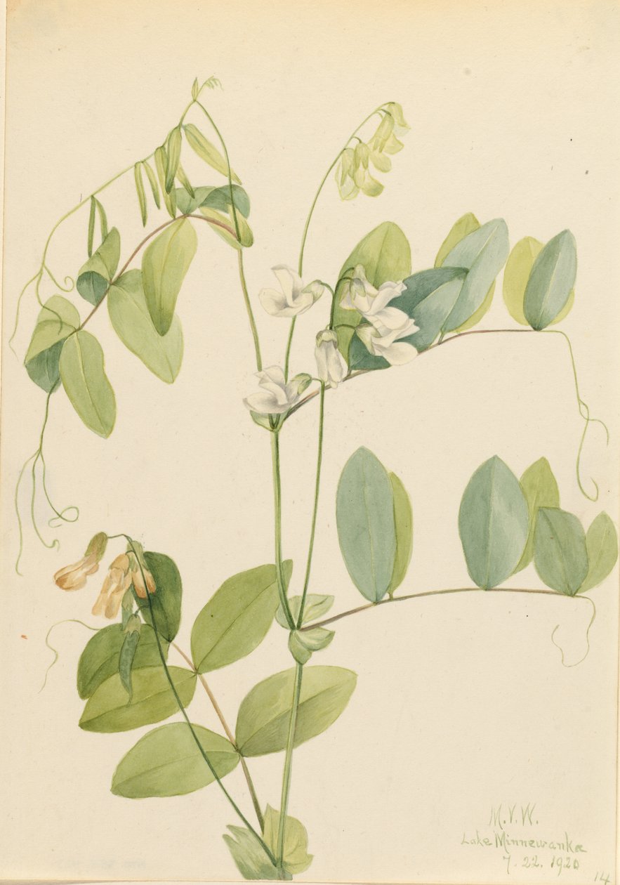 Fehér borsó (Lathyrus ochroleucus) alkotó: Mary Vaux Walcott