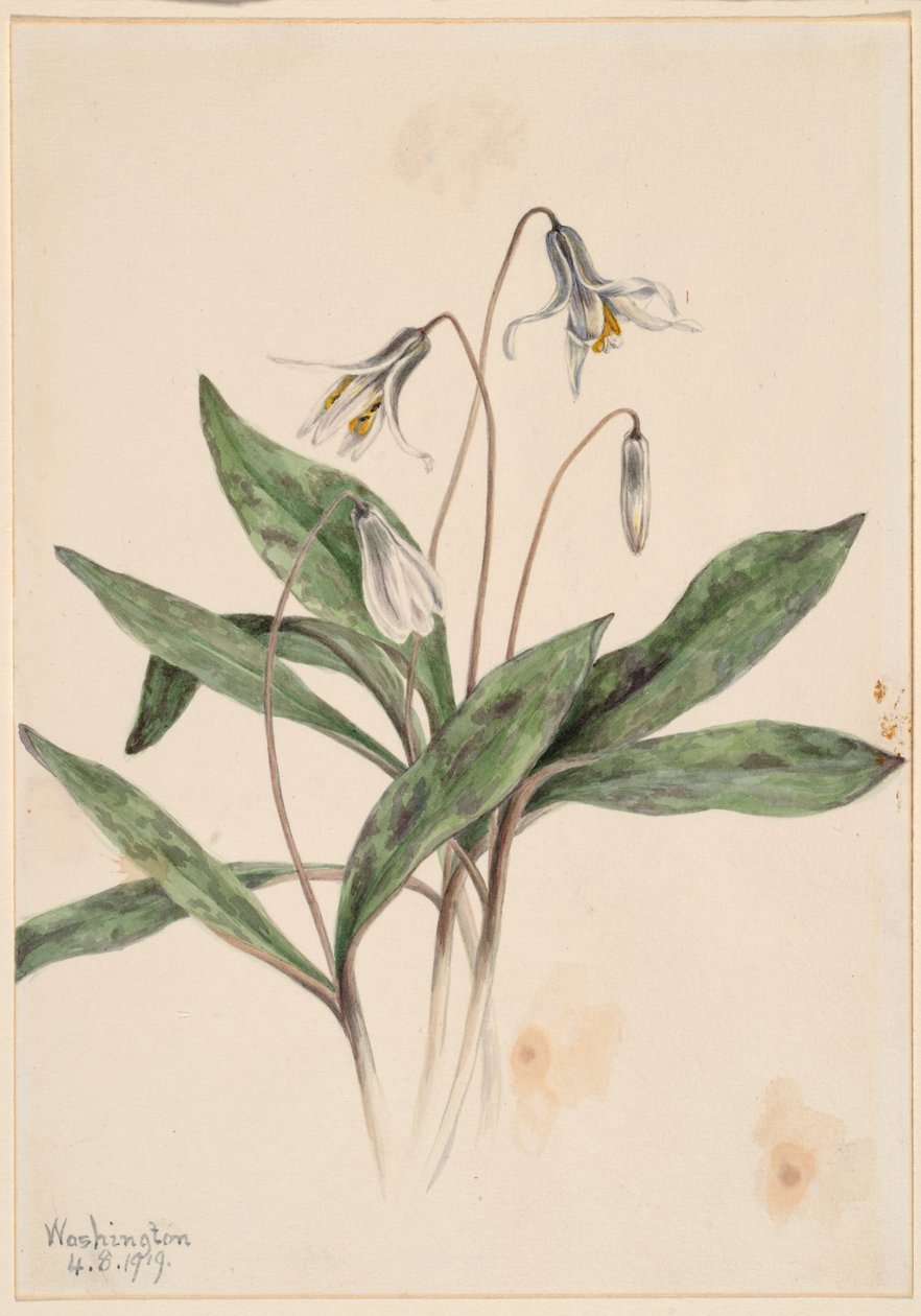Fehér trutyi (Erythronium albidum) alkotó: Mary Vaux Walcott