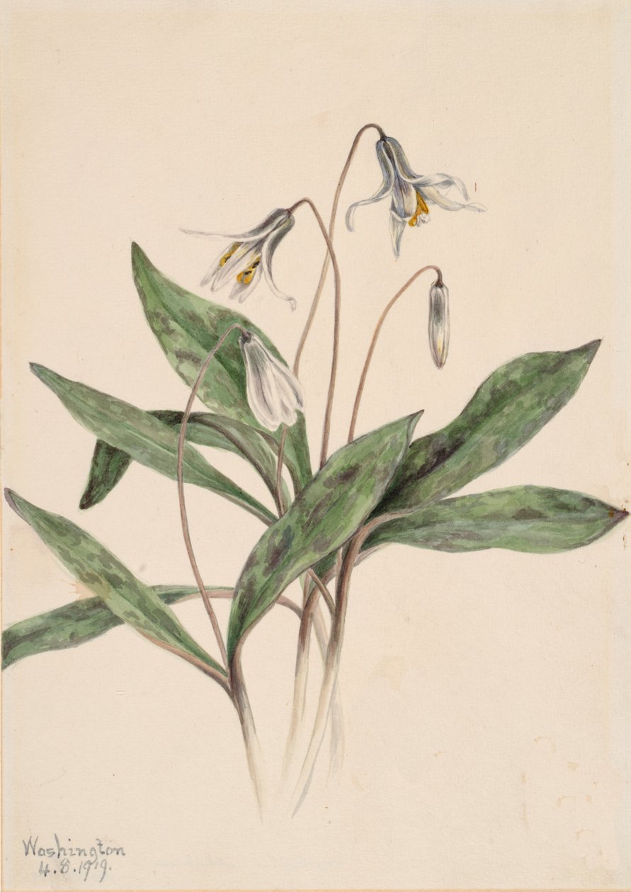 Fehér Troutlily Erythronium albidum, 1919. alkotó: Mary Vaux Walcott