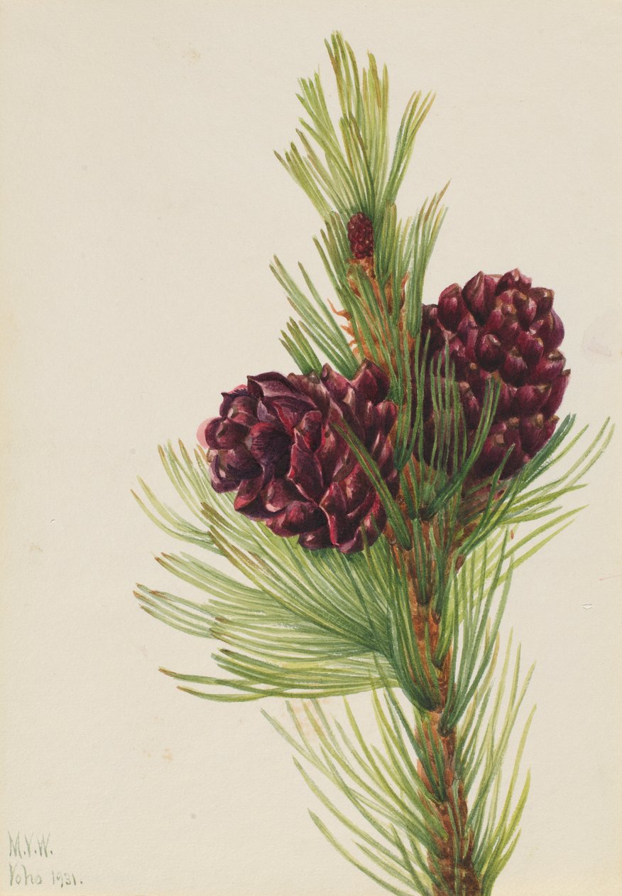 Fehérbárka fenyő (Pinus albicaulis) alkotó: Mary Vaux Walcott