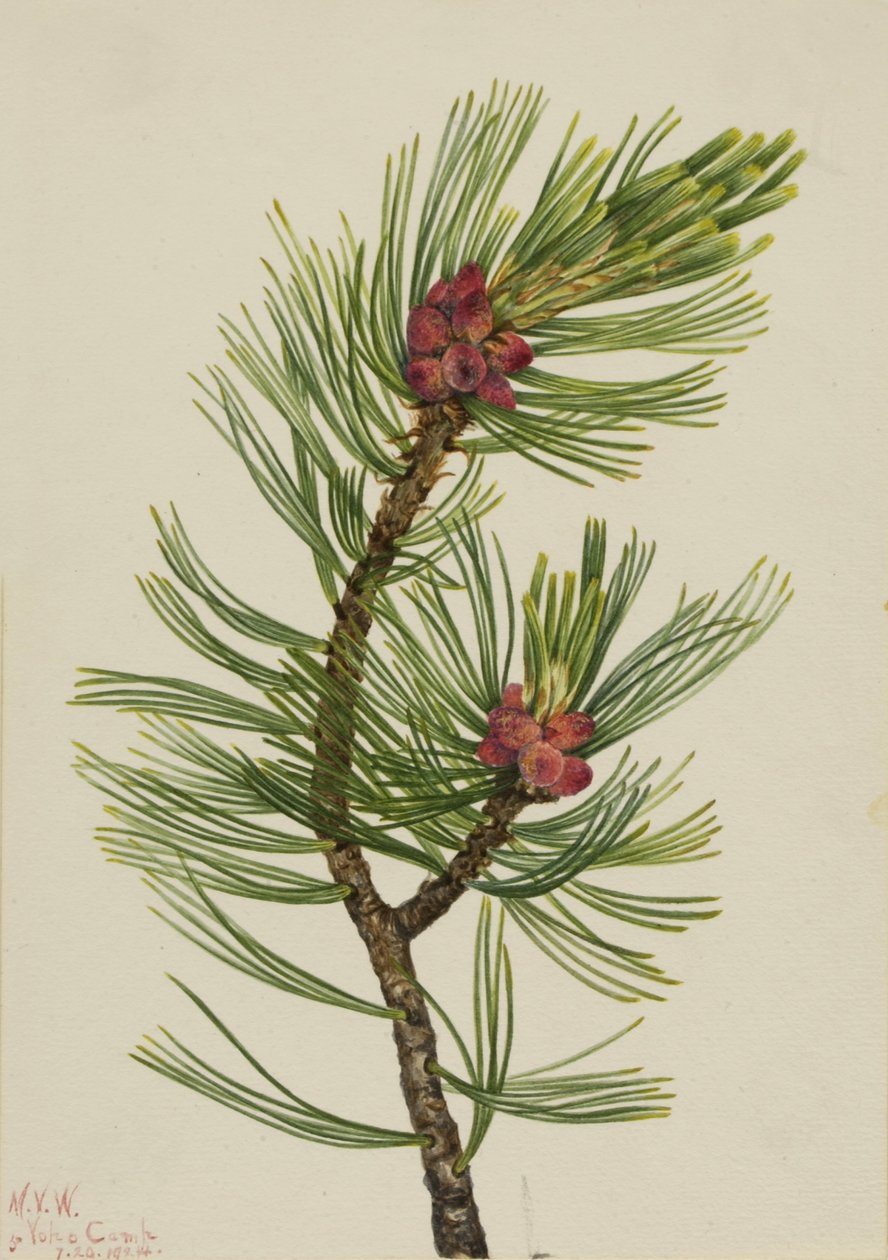 Fehérbárka fenyő (Pinus albicaulis) alkotó: Mary Vaux Walcott