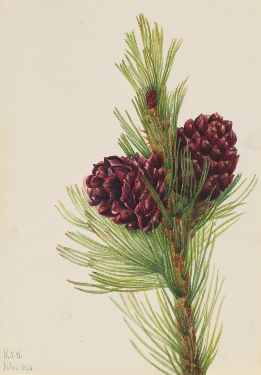 Fehérkéreg fenyő Pinus albicaulis, 1931. alkotó: Mary Vaux Walcott