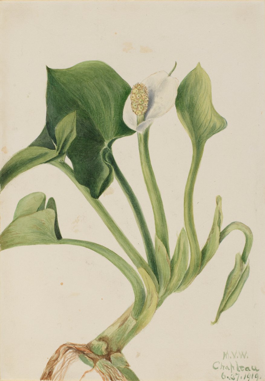 Vad kála (Calla palustris) alkotó: Mary Vaux Walcott