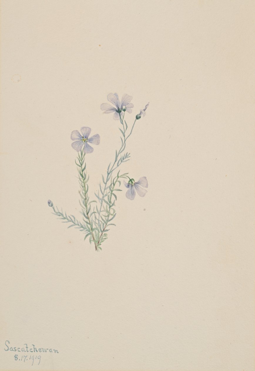 Linum lewisii vadlen, 1919 alkotó: Mary Vaux Walcott