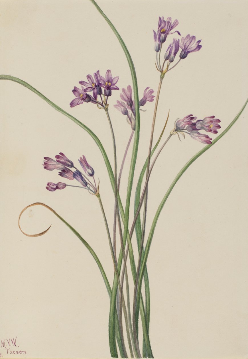 Vad jácint (Brodiaea pulchella) alkotó: Mary Vaux Walcott