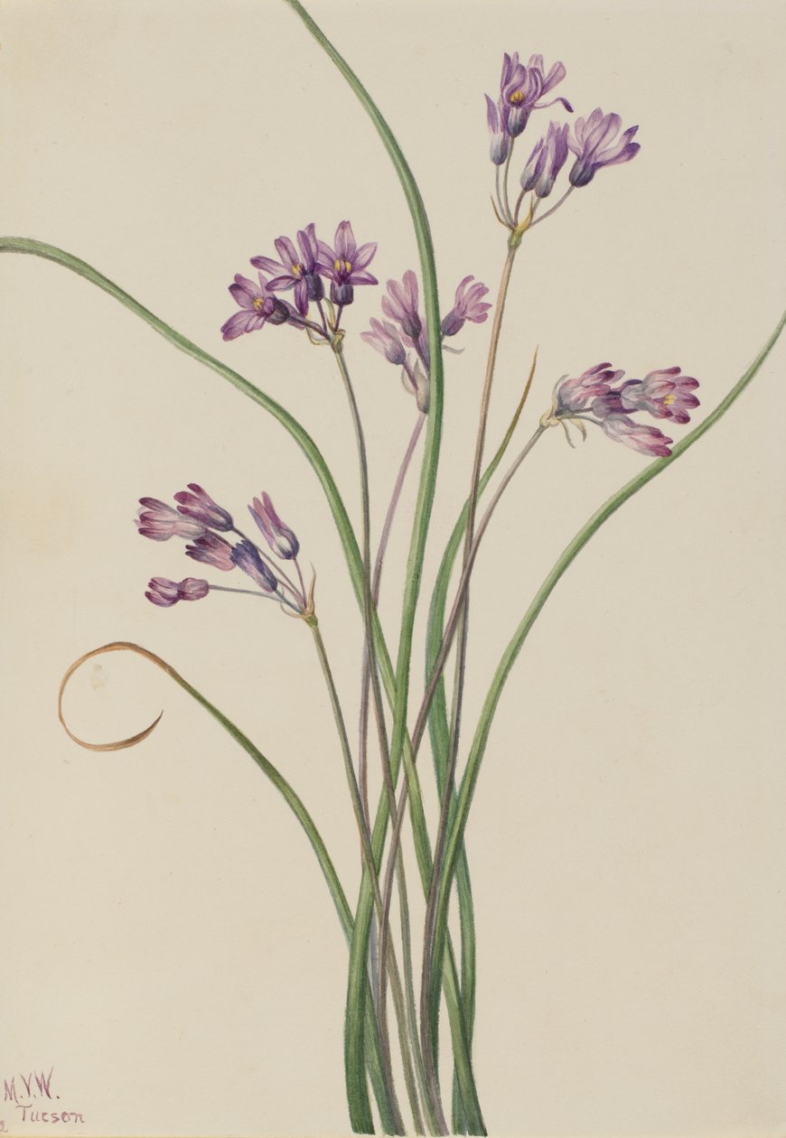 Vad jácint Brodiaea pulchella, 1927 alkotó: Mary Vaux Walcott