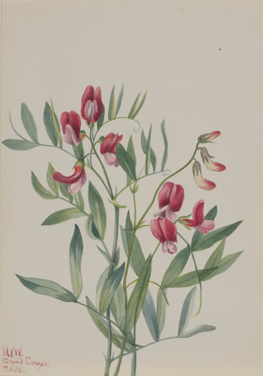 Vadborsó (Lathyrus decaphyllus) alkotó: Mary Vaux Walcott