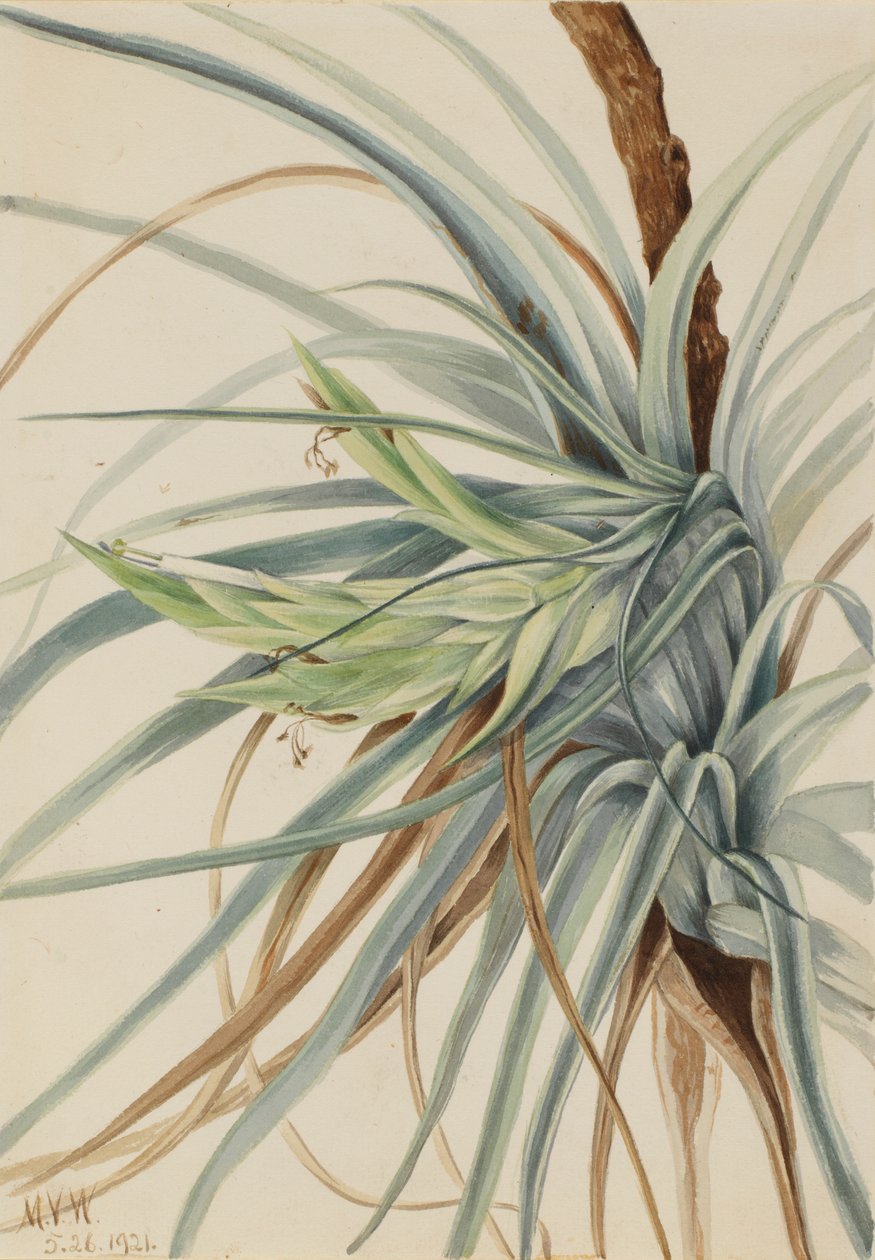 Vad ananász (Tillandsia fasciculata) alkotó: Mary Vaux Walcott
