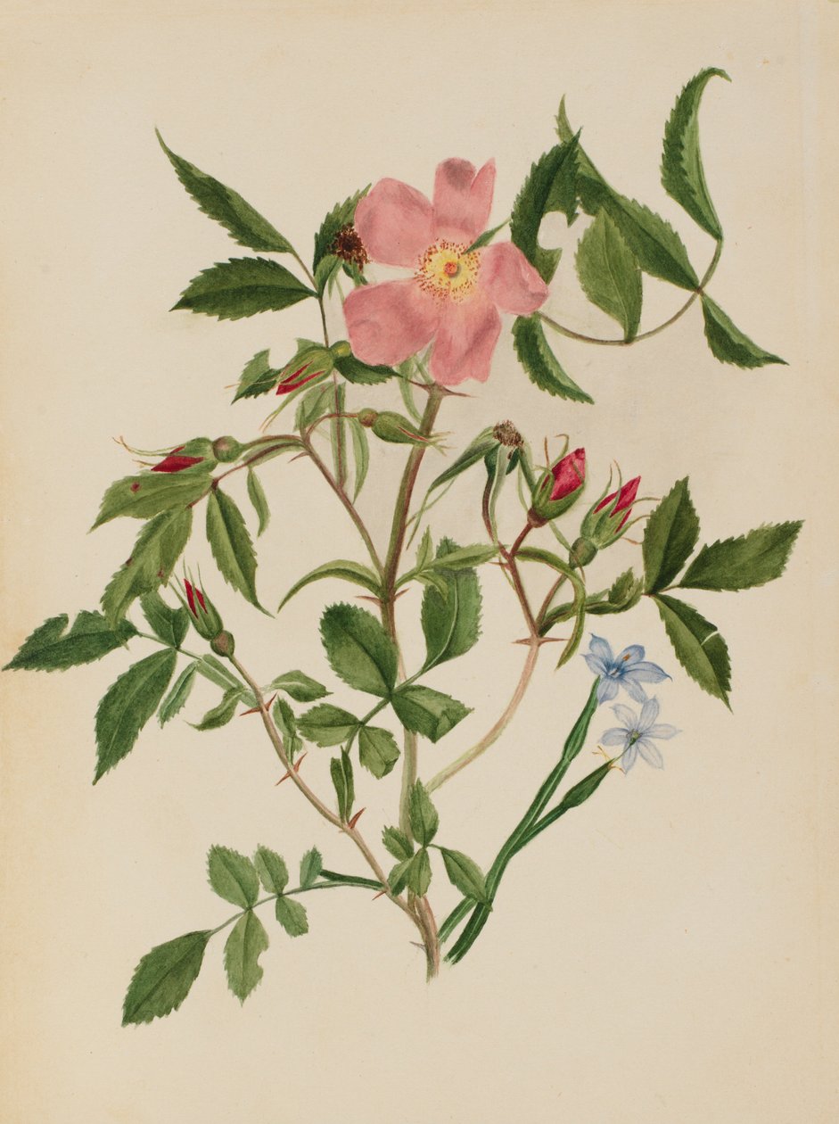 Vadrózsa és kékszemű fű (Rosa fajok és Sisyrinchium fajok) alkotó: Mary Vaux Walcott