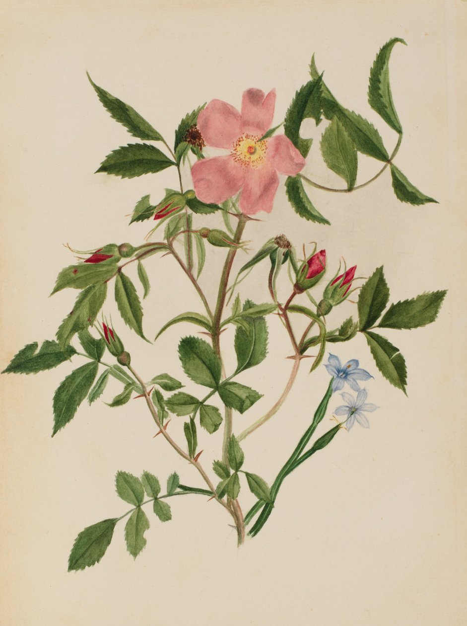 Wild Rose and Blue-eyed Grass Rosa fajok és Sisyrinchium fajok, n.d. alkotó: Mary Vaux Walcott