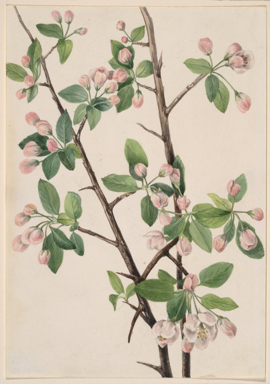 Vadon élő édes rák (Malus coronaria) alkotó: Mary Vaux Walcott