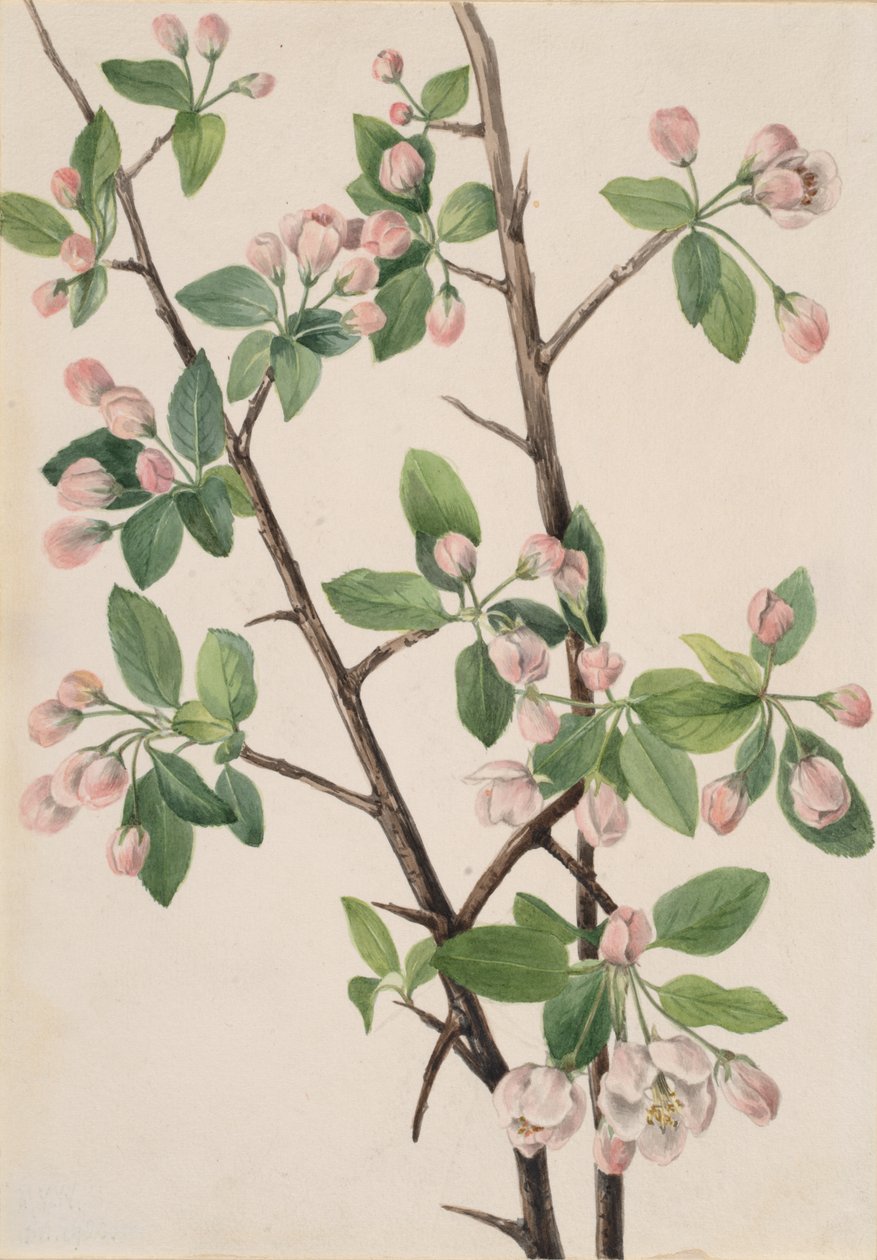 Vadon élő édes rák Malus coronaria, 1920. alkotó: Mary Vaux Walcott