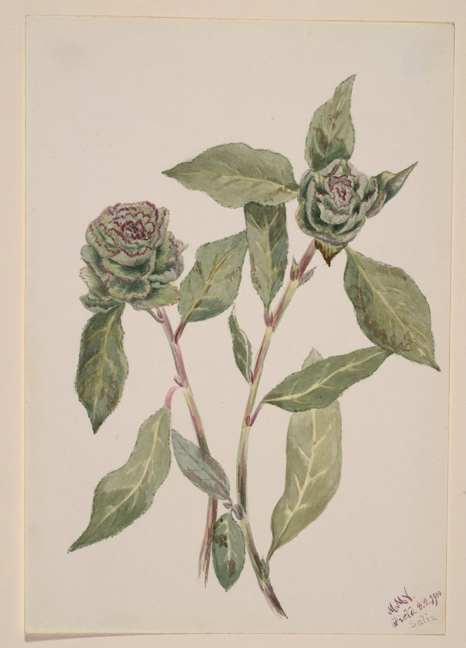 Fűzfa (Salix) alkotó: Mary Vaux Walcott