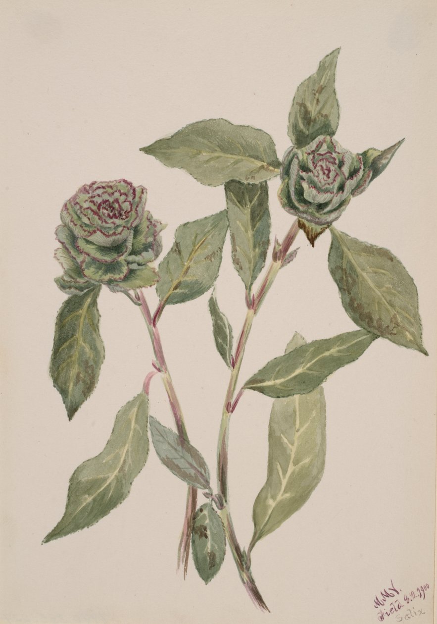 Willow Salix, 1900. alkotó: Mary Vaux Walcott