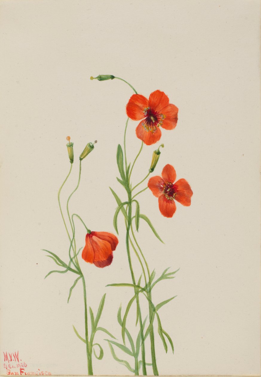 Szélmák (Stylomecon heterophylla) alkotó: Mary Vaux Walcott