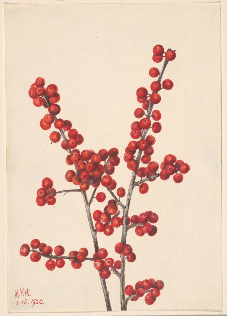 Téli bogyó (Ilex verticillata) alkotó: Mary Vaux Walcott