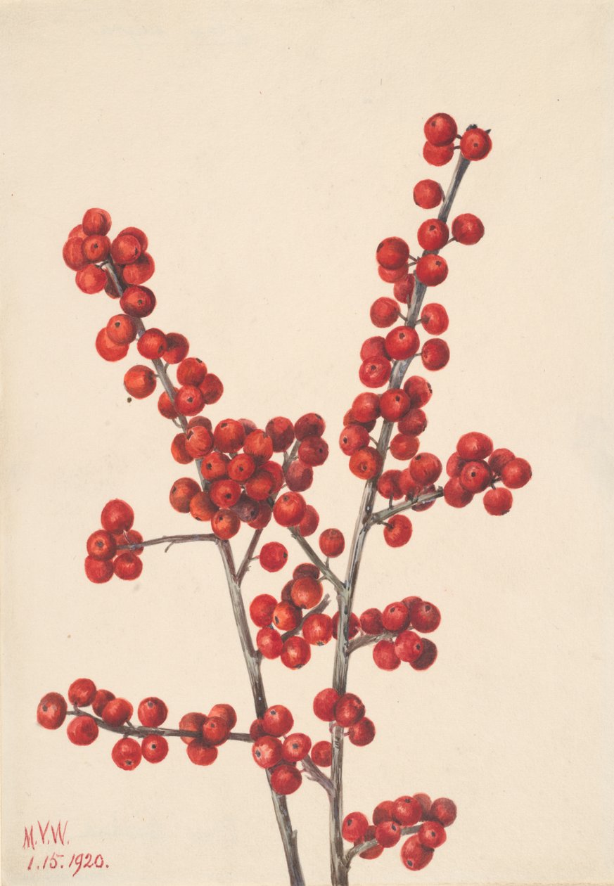 Winterberry Ilex verticillata, 1920. alkotó: Mary Vaux Walcott