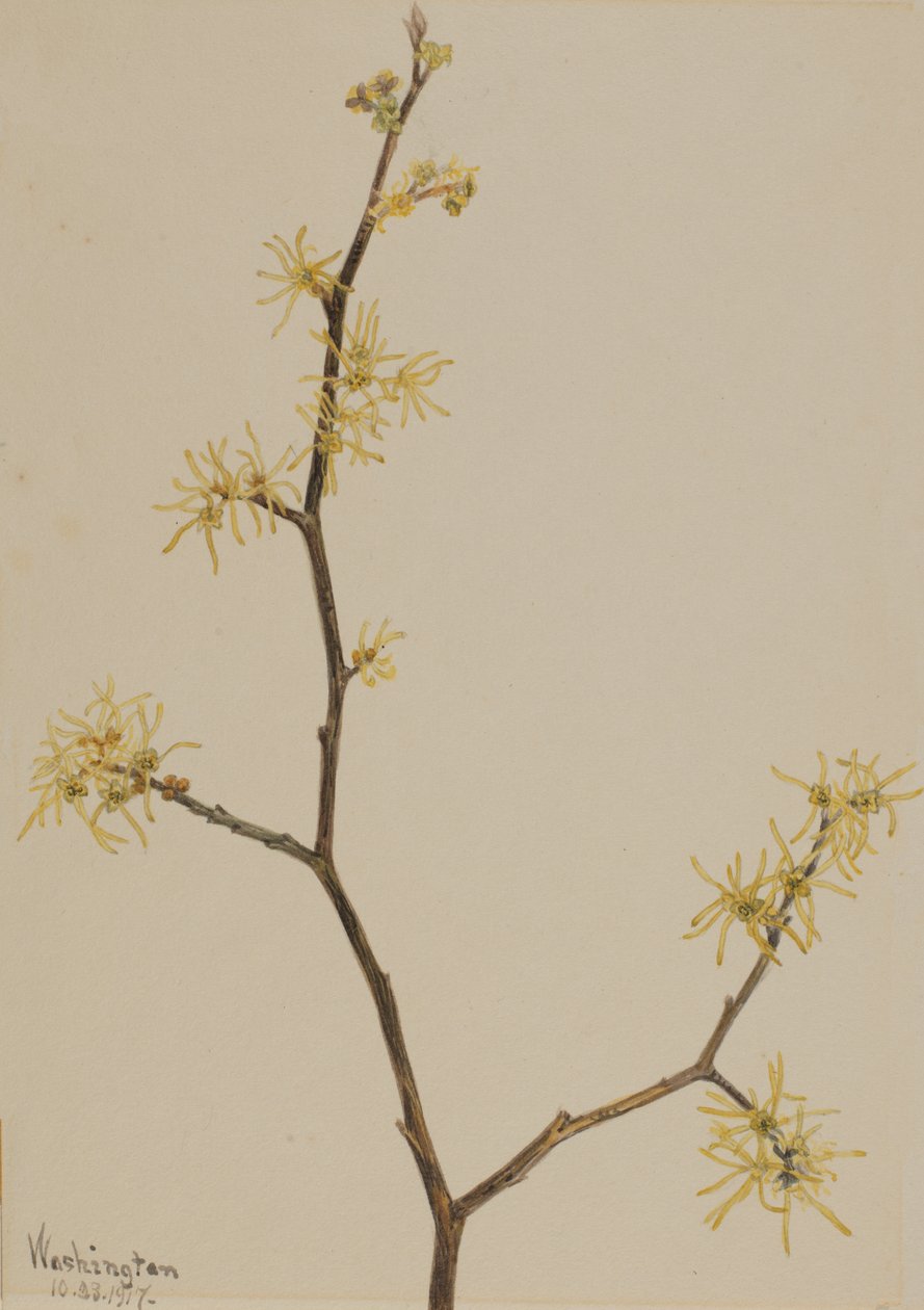 Witch-Hazel Hamamelis virginiana, 1917. alkotó: Mary Vaux Walcott