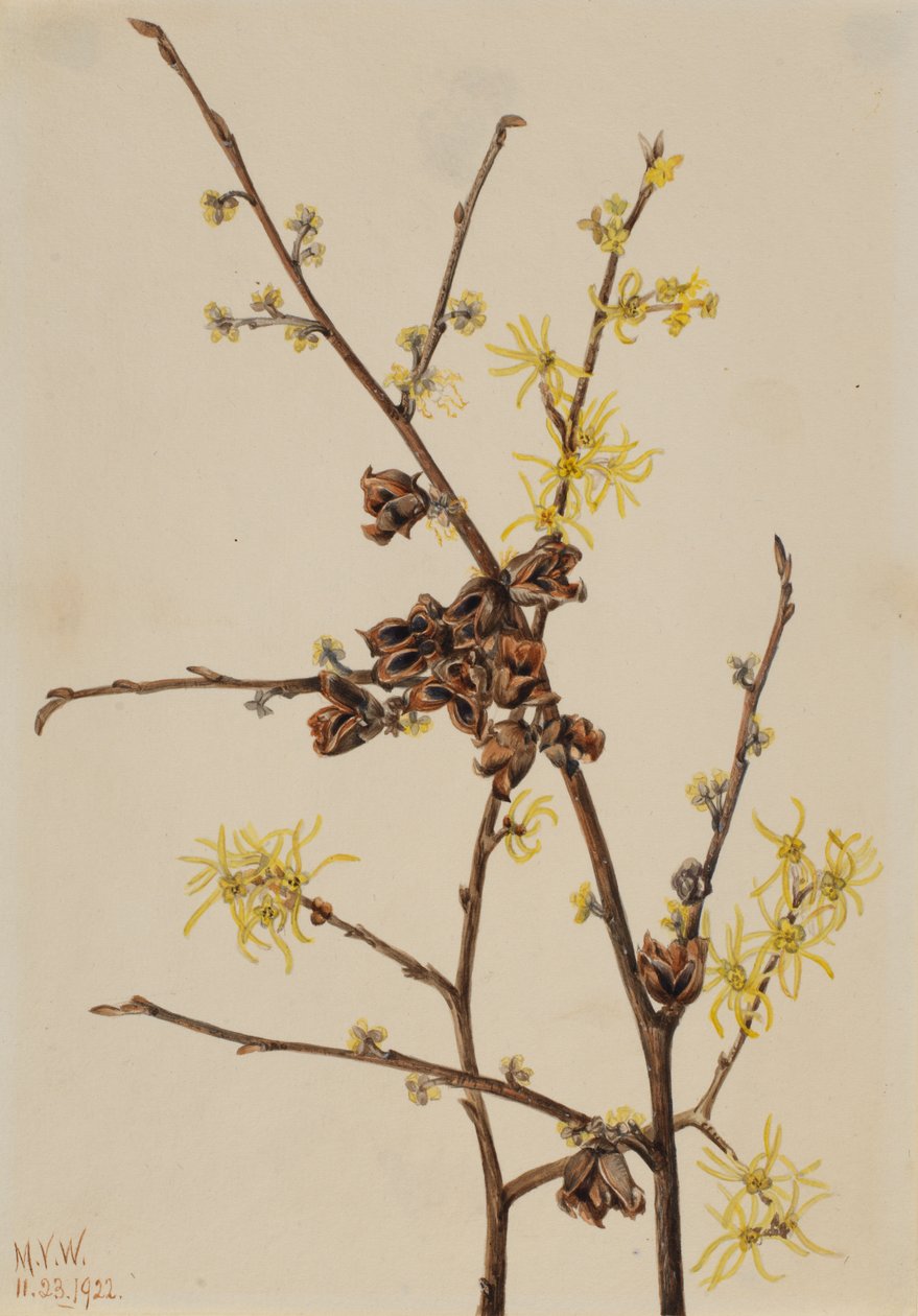 Boszorkánymogyoró Hamamelis virginiana, 1922. alkotó: Mary Vaux Walcott
