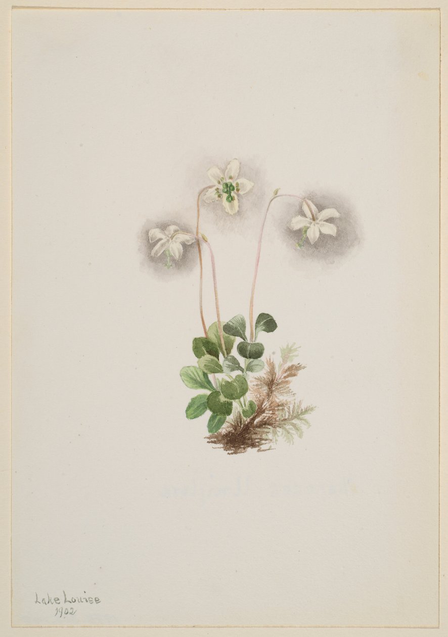 Fa-Nymph (Moneses uniflora) alkotó: Mary Vaux Walcott
