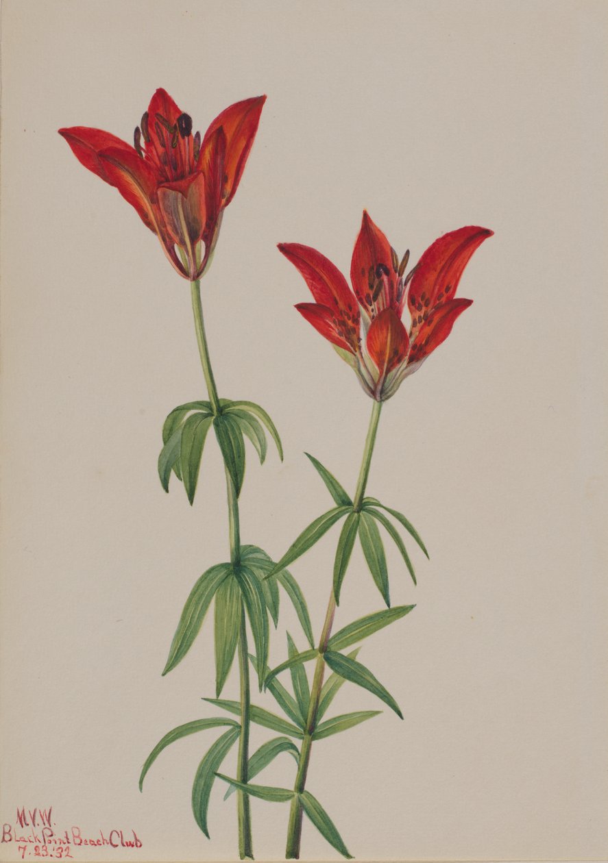 Erdei liliom Lilium philadelphicum, 1932. alkotó: Mary Vaux Walcott