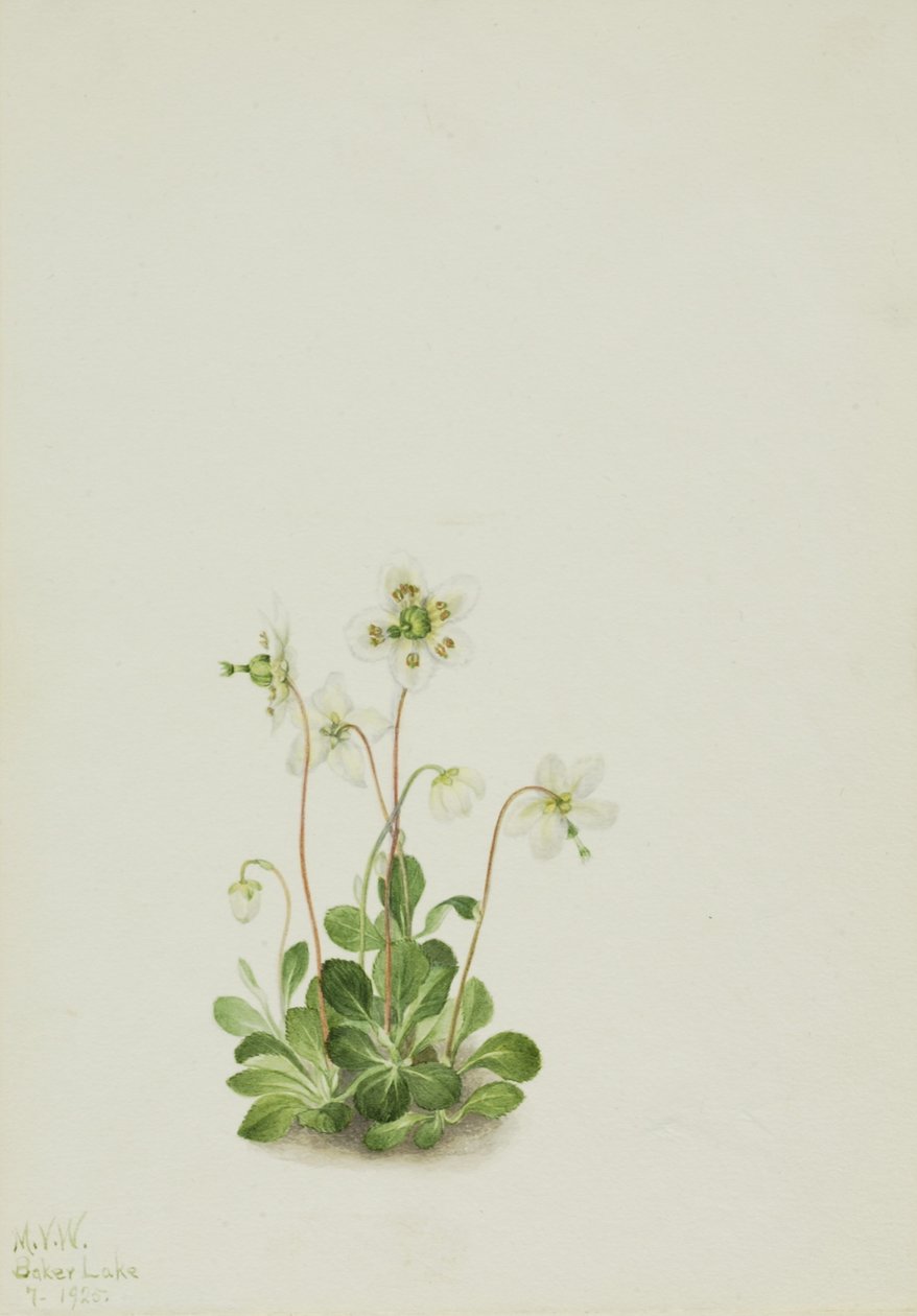 Erdei nimfa (Moneses uniflora) alkotó: Mary Vaux Walcott