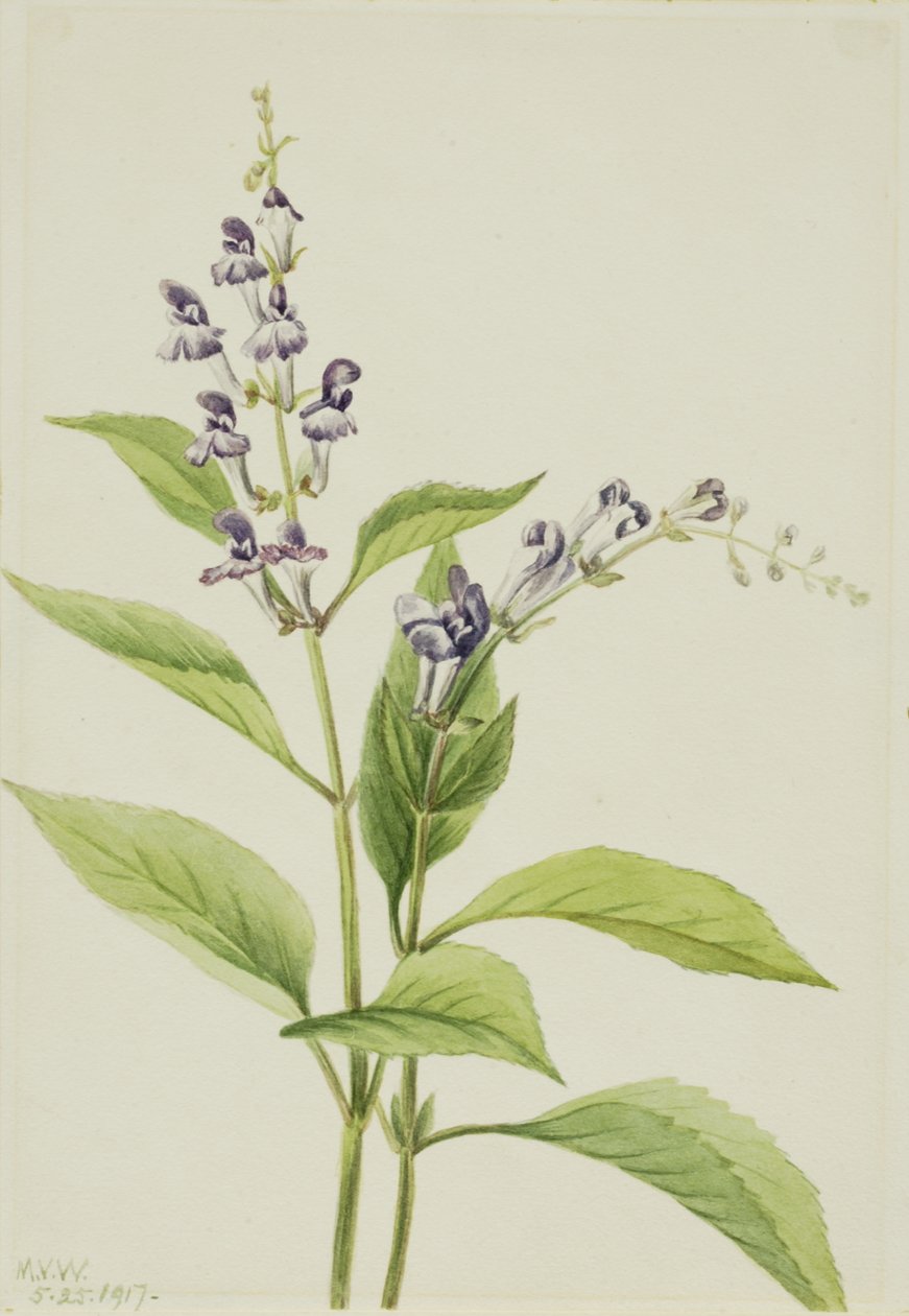 Fa koponyasapka Scutellaria serrata, 1917. alkotó: Mary Vaux Walcott