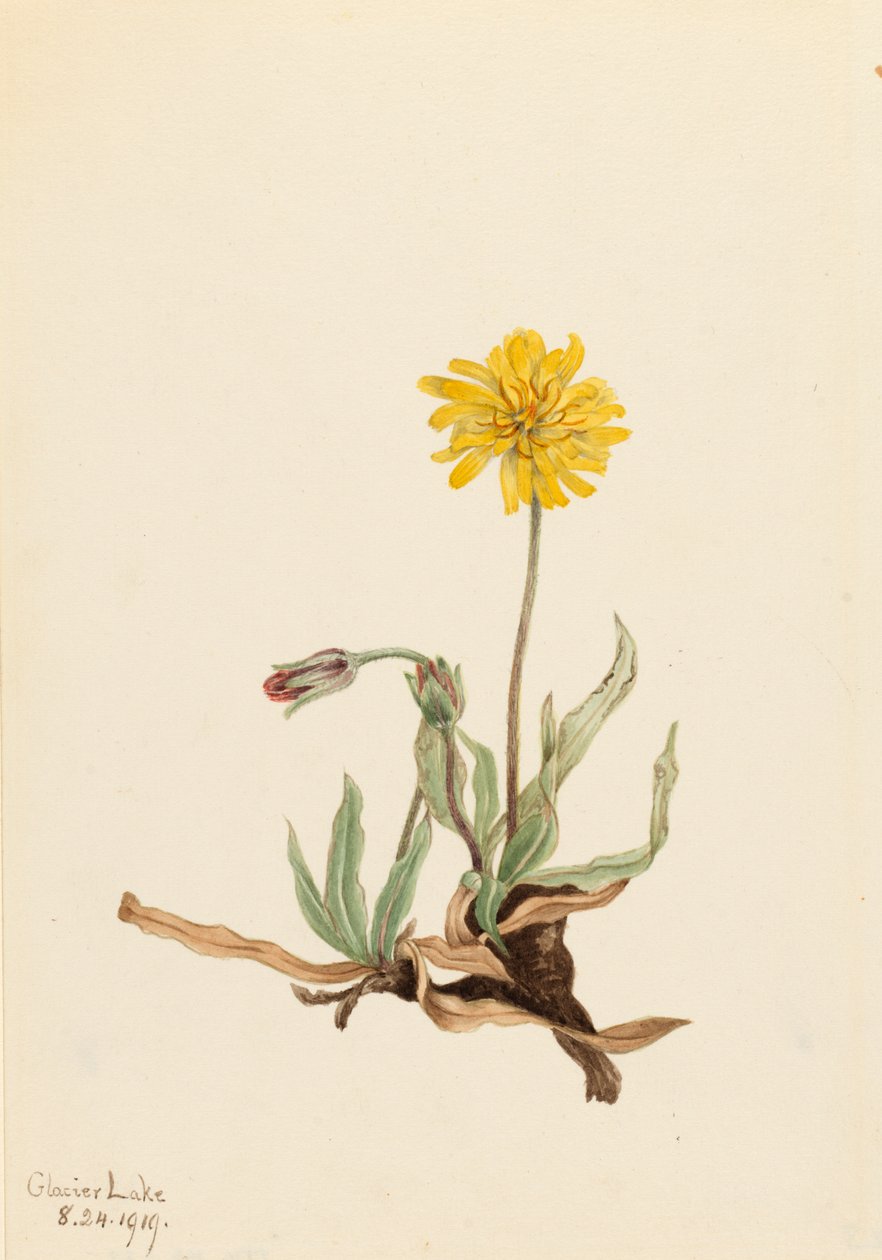 Agoseris Agoseris villosa Woolly, 1919 alkotó: Mary Vaux Walcott