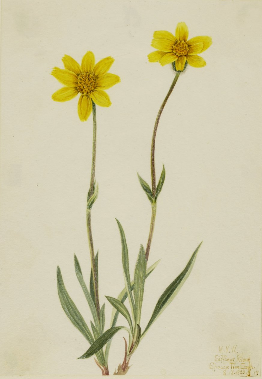 Gyapjas árnika (Arnica tomentosa) alkotó: Mary Vaux Walcott