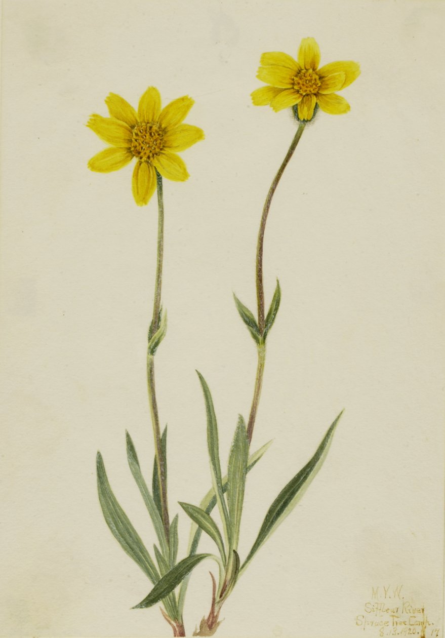 Gyapjas árnika Arnica tomentosa, 1920. alkotó: Mary Vaux Walcott