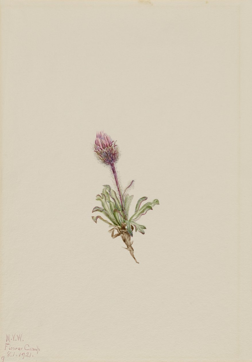 Gyapjas bolhaparéj (Erigeron lanatus) alkotó: Mary Vaux Walcott