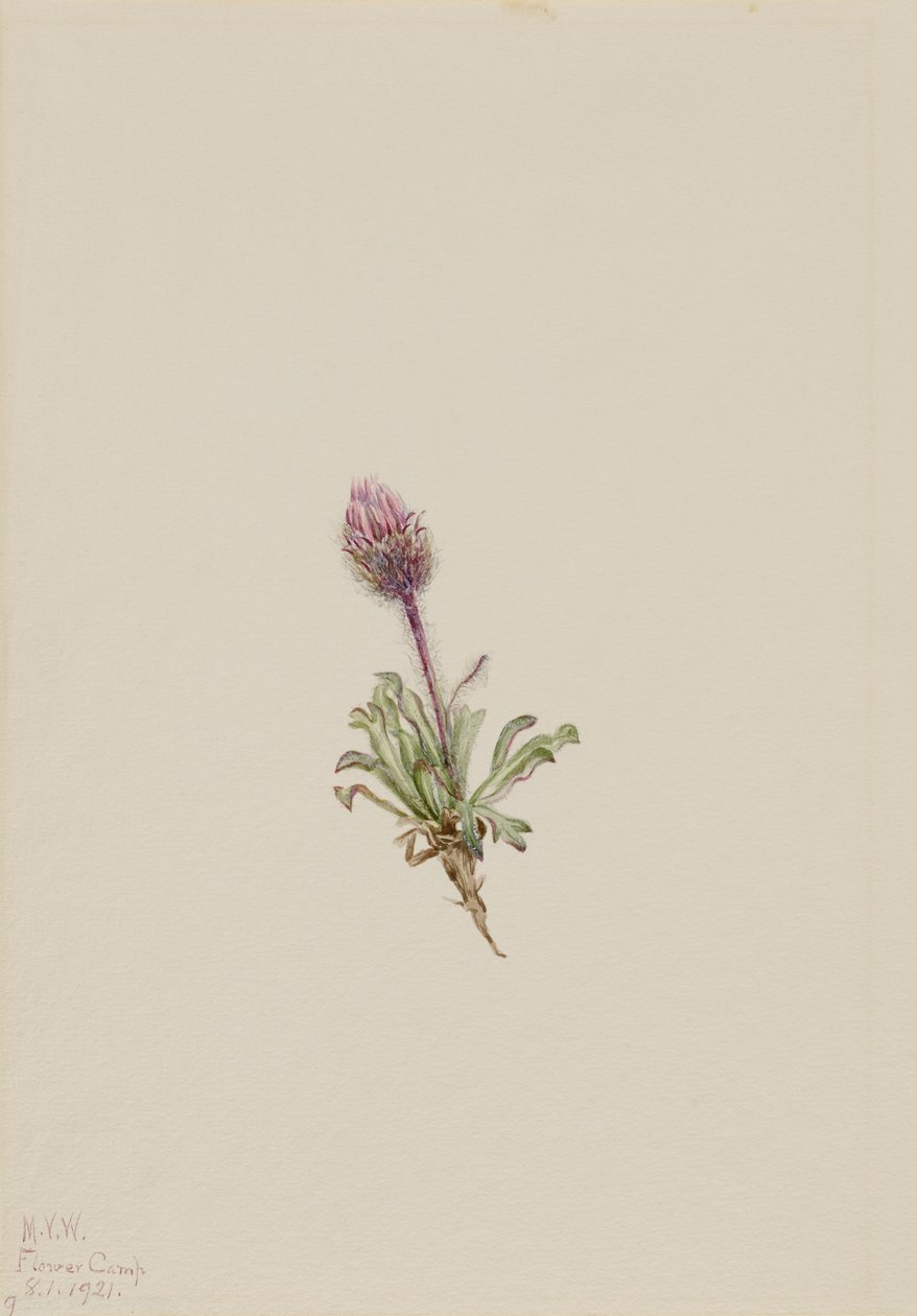 Gyapjas Fleabane Erigeron lanatus, 1921. alkotó: Mary Vaux Walcott