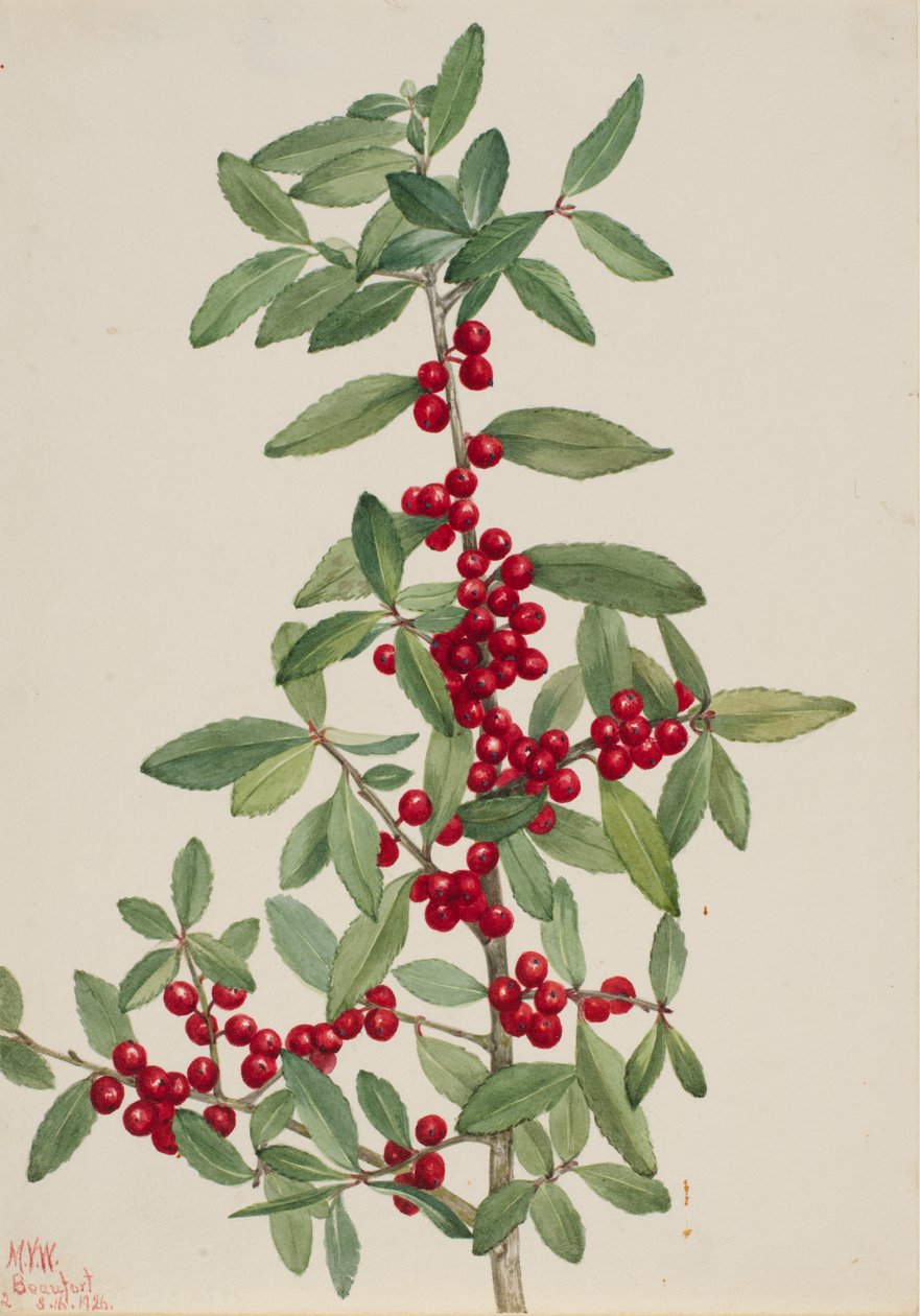 Yaupon (Ilex vomitoria) alkotó: Mary Vaux Walcott