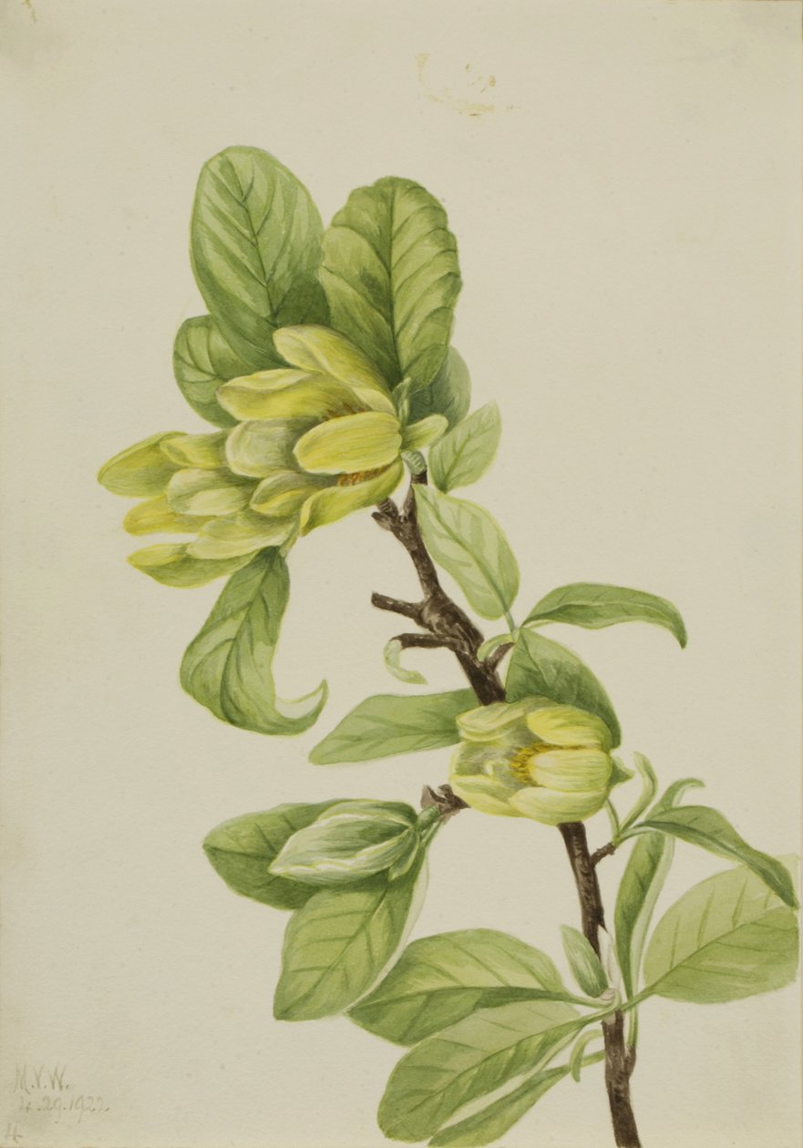 Yellow Cucumbertree Magnolia cordata, 1922. alkotó: Mary Vaux Walcott