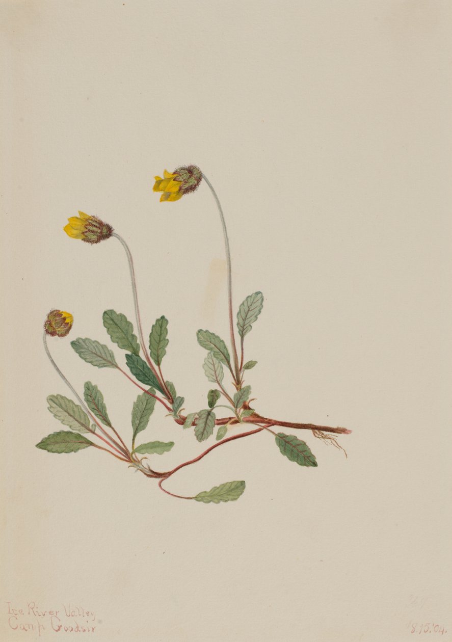 Sárga Dryád (Dryas drummondii) alkotó: Mary Vaux Walcott