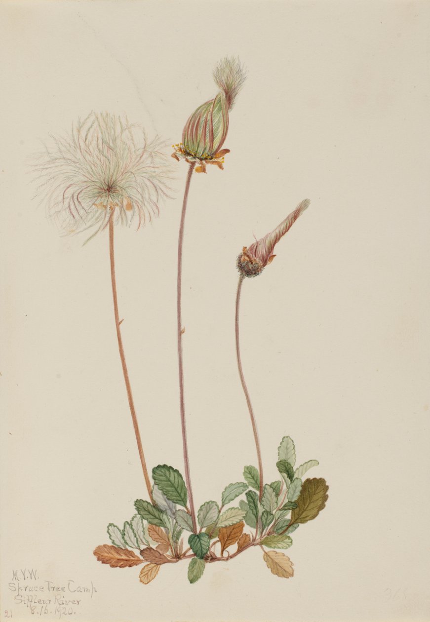 Sárga Dryad (gyümölcs) (Dryas drummondii) alkotó: Mary Vaux Walcott