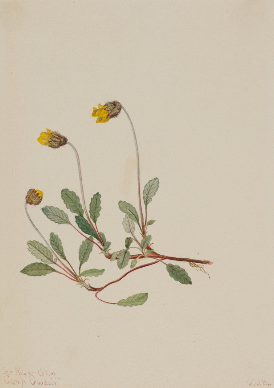 Sárga Dryad Dryas drummondii, 1904. alkotó: Mary Vaux Walcott