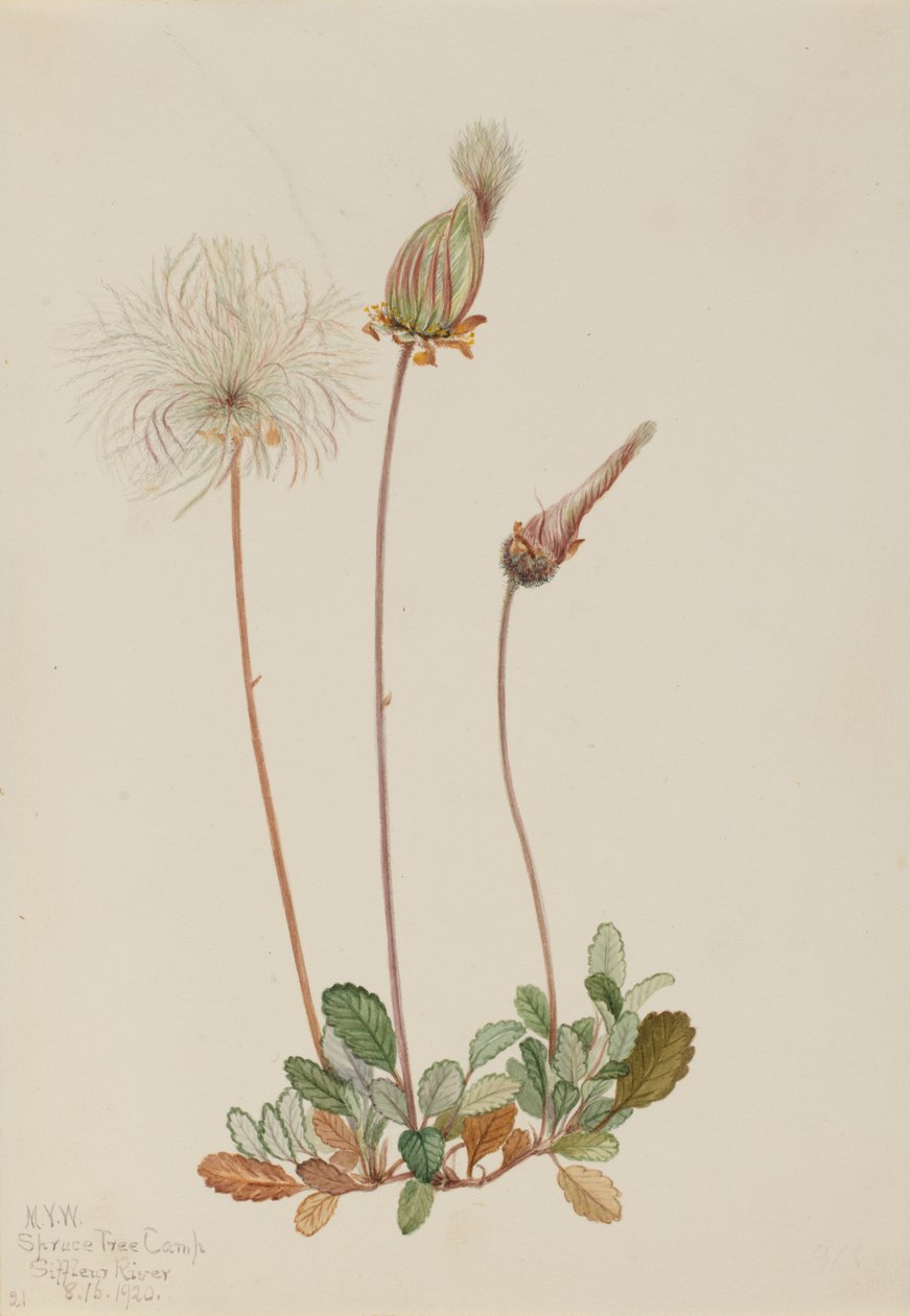 Sárga szárított gyümölcs Dryas drummondii, 1920. alkotó: Mary Vaux Walcott