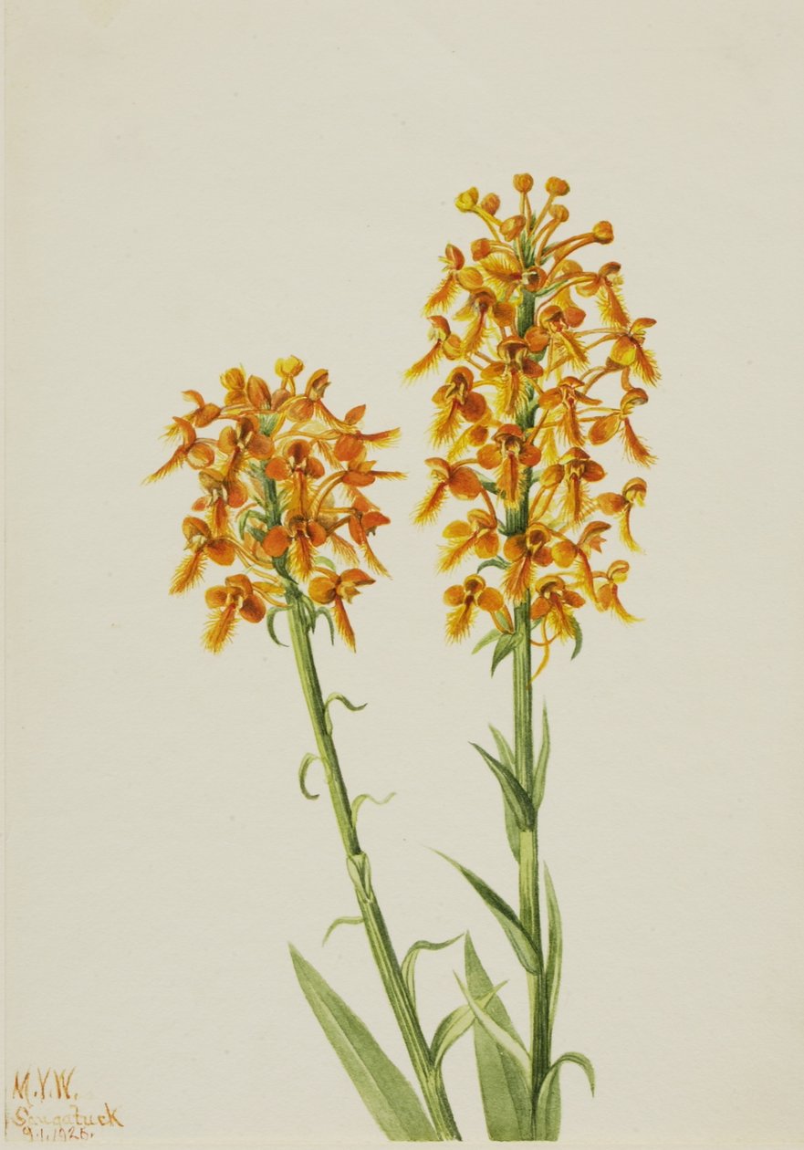 Sárga rojtos orchidea (Habenaria ciliaris) alkotó: Mary Vaux Walcott