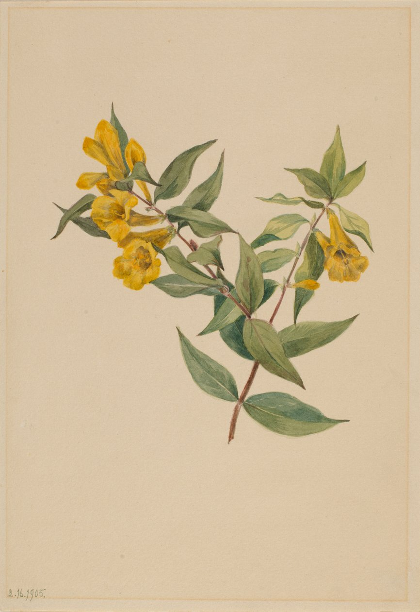 Sárga jessamin (Gelsemium sempervirens) alkotó: Mary Vaux Walcott