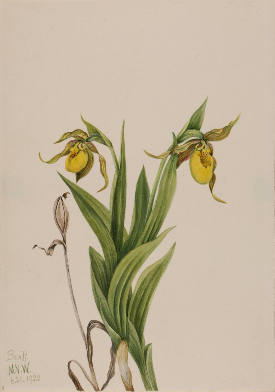 Sárga női papucs Cypripedium parviflorum, 1920. alkotó: Mary Vaux Walcott