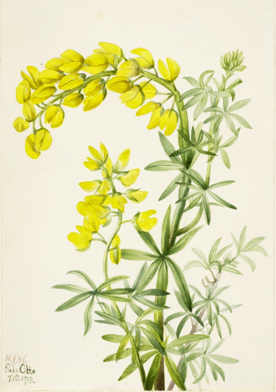 Sárga csillagfürt (Lupinis arboreus) alkotó: Mary Vaux Walcott