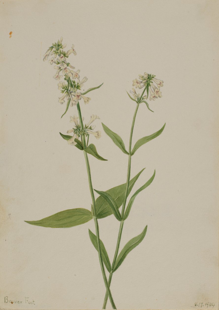 Sárga Pentstemon (Pentstemon confertus) alkotó: Mary Vaux Walcott