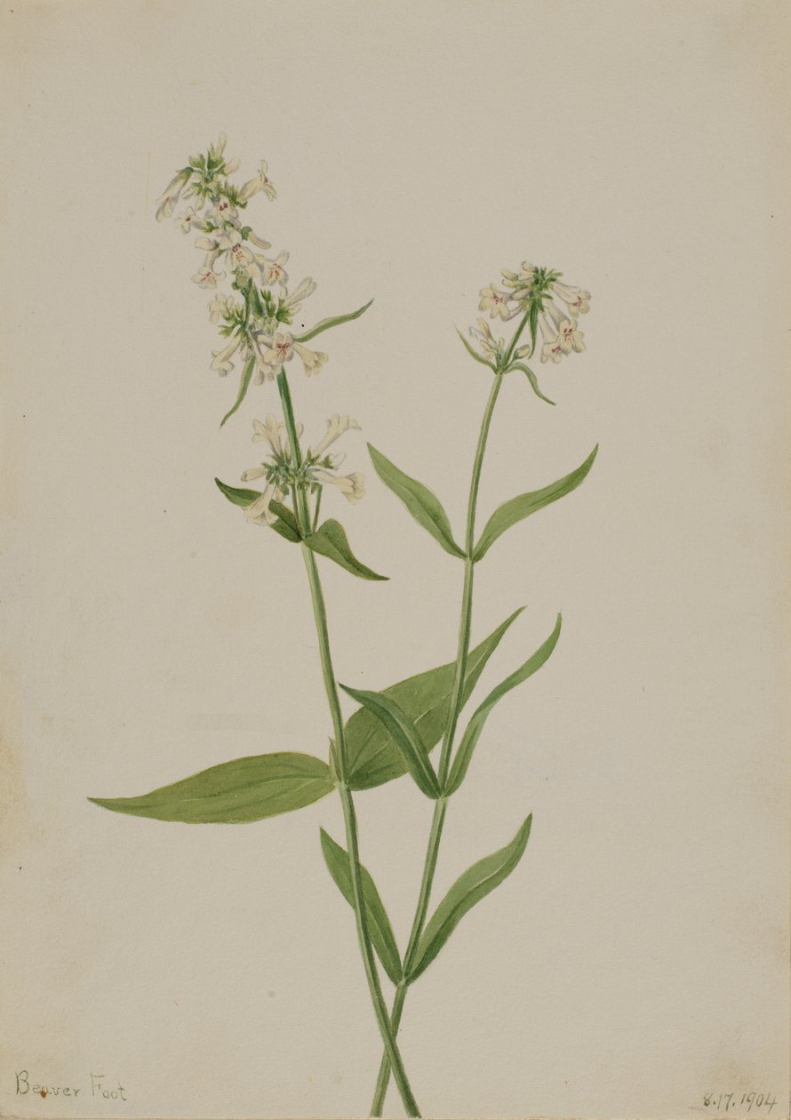 Sárga Penstemon Penstemon confertus, 1904. alkotó: Mary Vaux Walcott