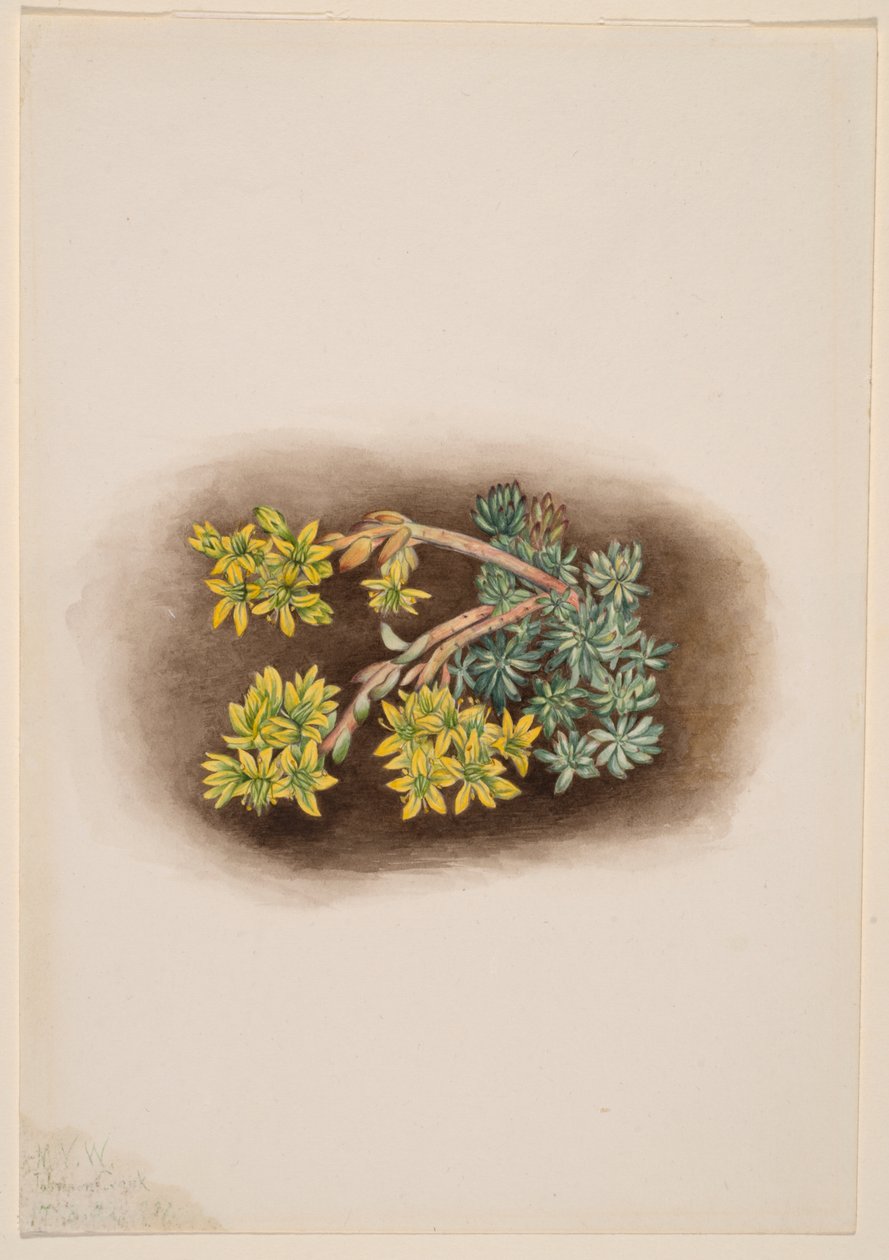 Sárga kövirózsa (Sedum stenopetalum) alkotó: Mary Vaux Walcott