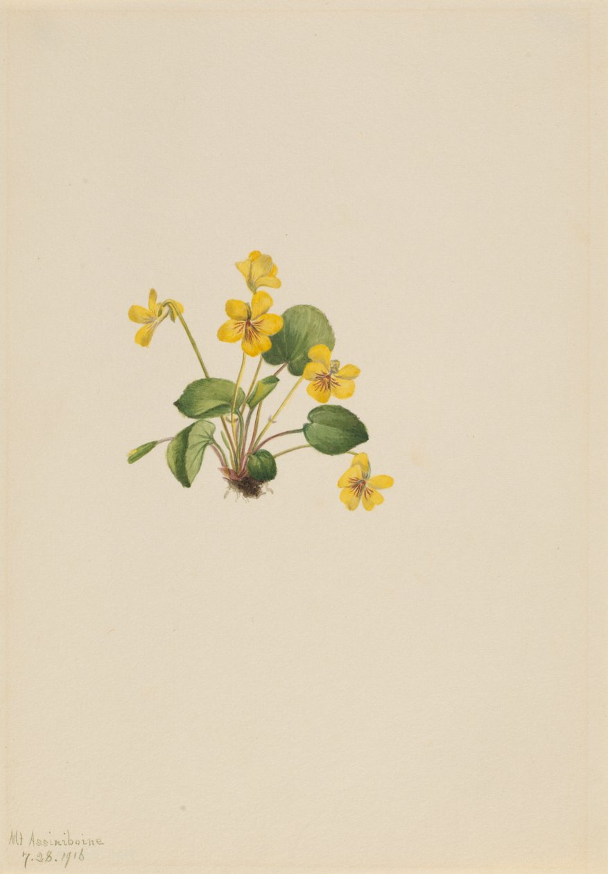 Sárga ibolya (Viola orbiculata) alkotó: Mary Vaux Walcott